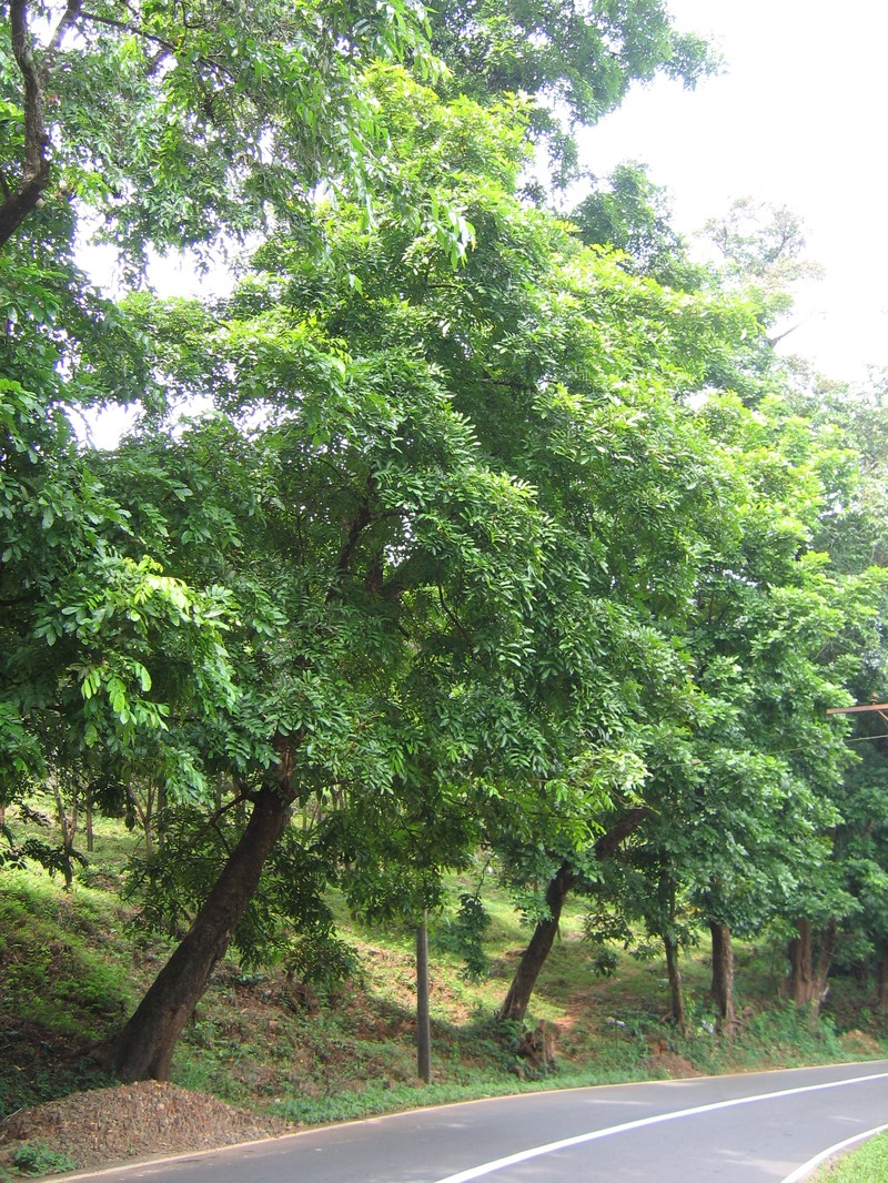 Xylia xylocarpa