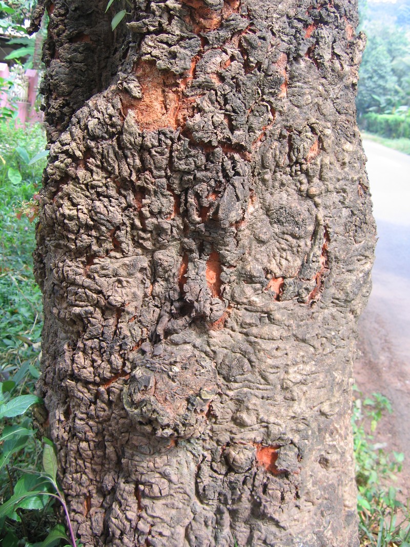 Xylia xylocarpa photo 2