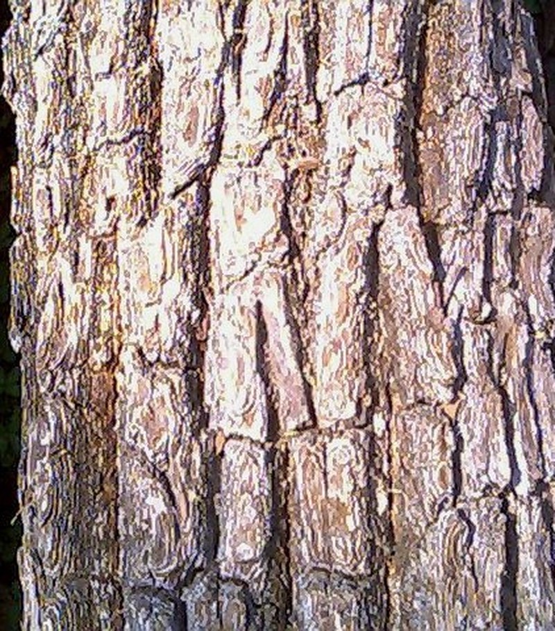 Xylia xylocarpa photo 3