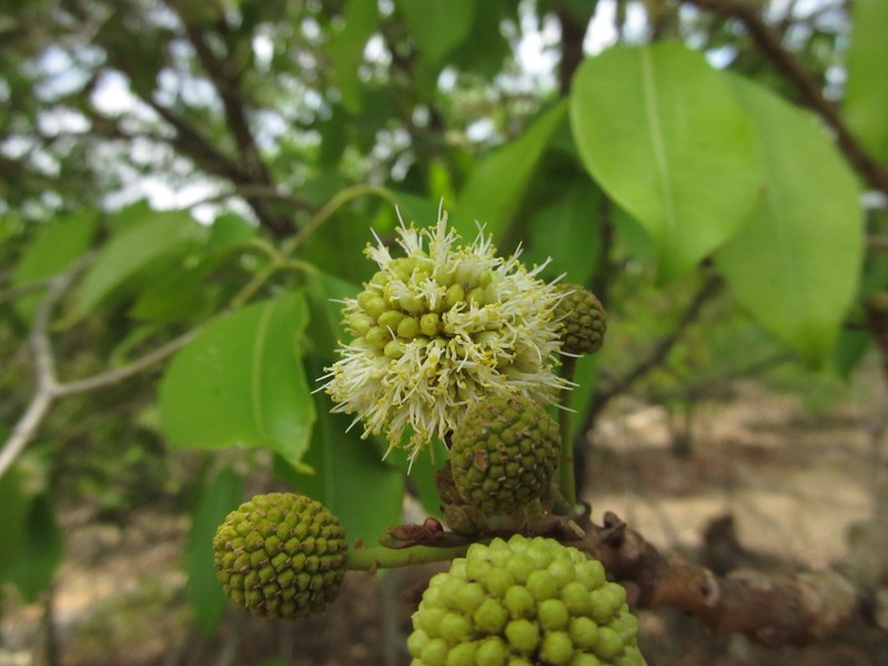 Xylia xylocarpa photo 4