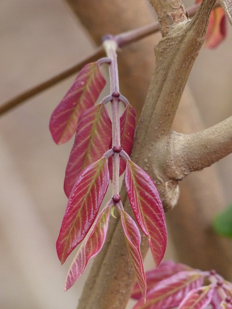 Xylia xylocarpa photo 5