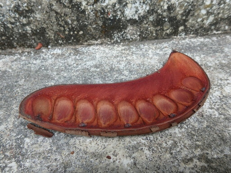 Xylia xylocarpa photo 6