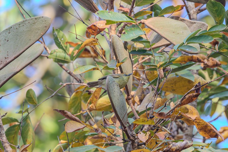Xylia xylocarpa var. kerrii