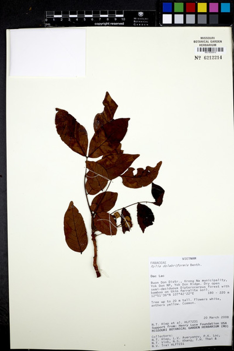 Xylia xylocarpa var. xylocarpa
