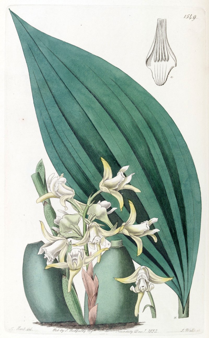 Xylobium palmifolium