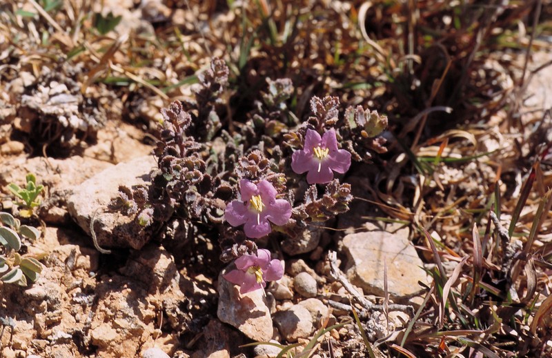 Xylocalyx aculeolatus photo 4