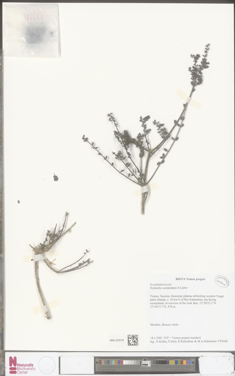 Xylocalyx aculeolatus photo 5