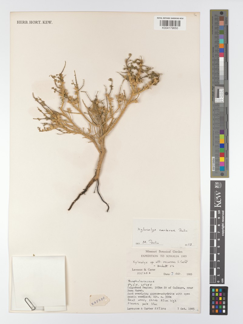 Xylocalyx carterae