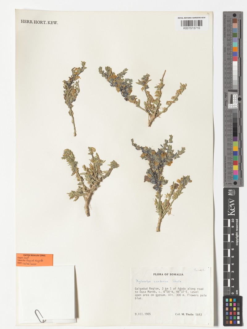 Xylocalyx carterae photo 2