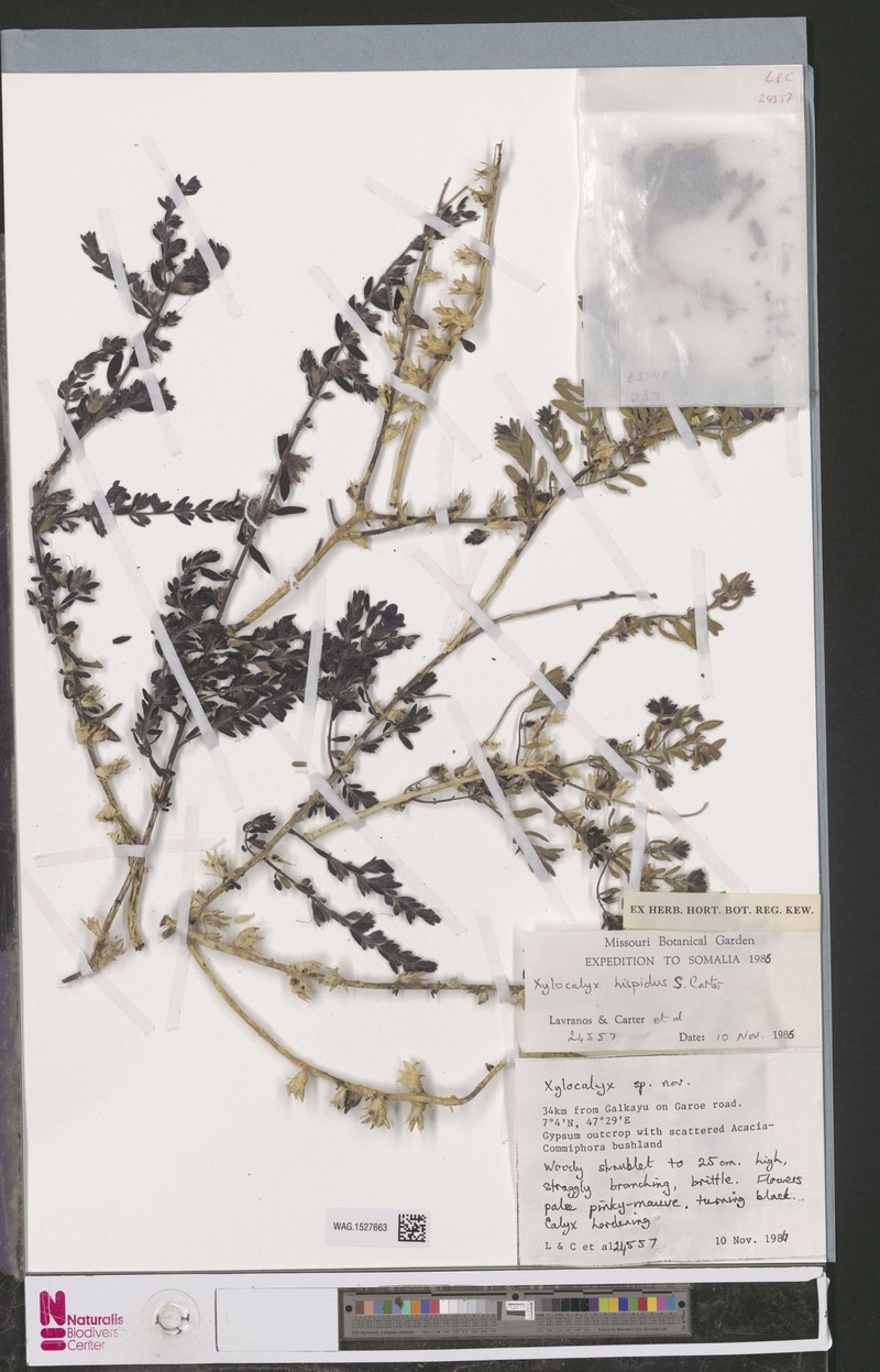 Xylocalyx hispidus