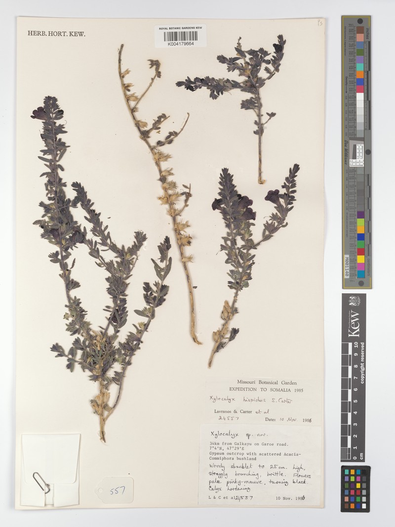 Xylocalyx hispidus photo 2