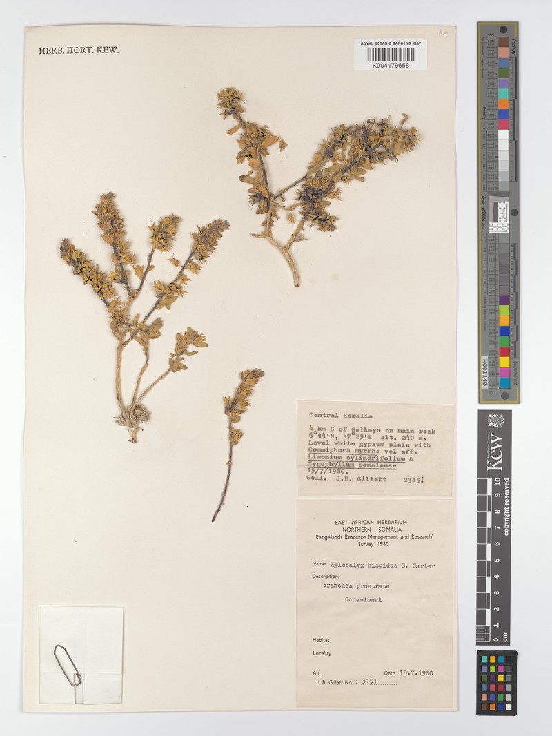 Xylocalyx hispidus photo 3