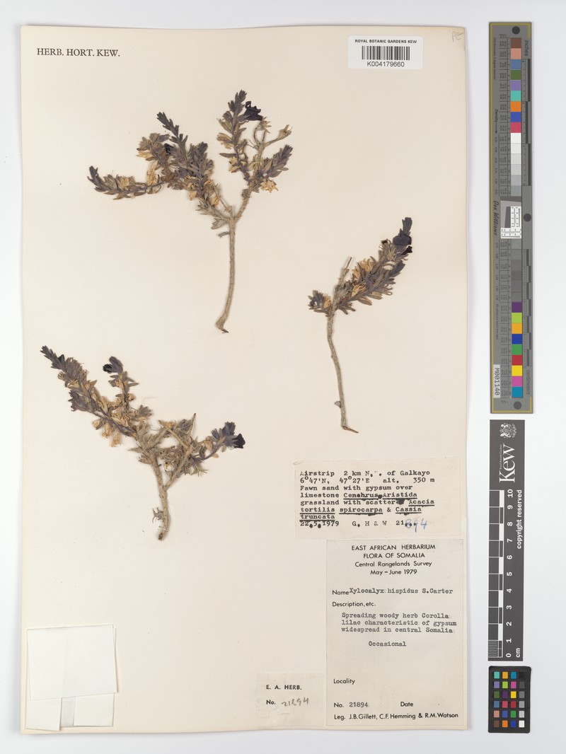 Xylocalyx hispidus photo 4