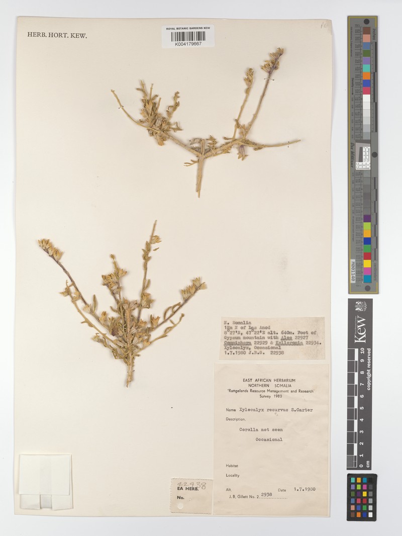 Xylocalyx recurvus
