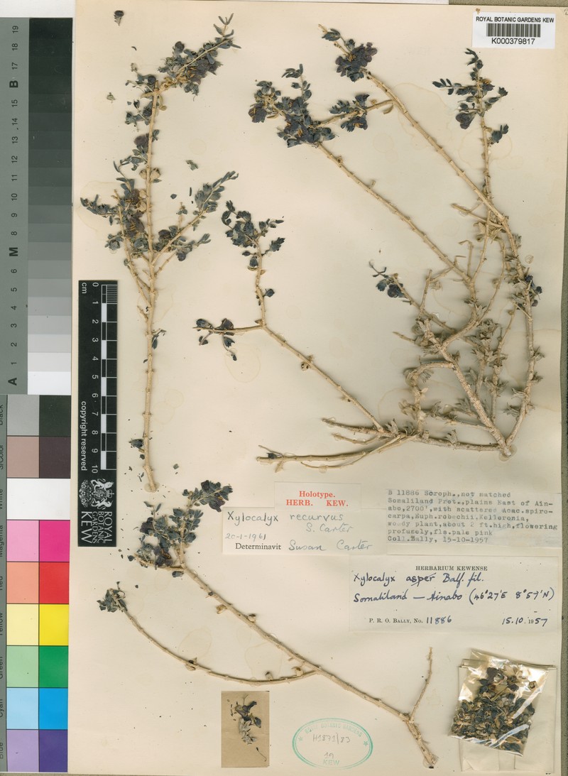 Xylocalyx recurvus photo 2