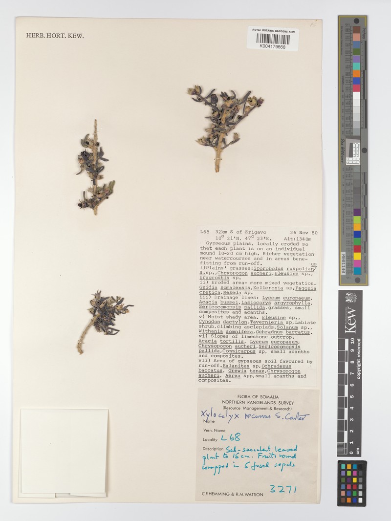 Xylocalyx recurvus photo 3