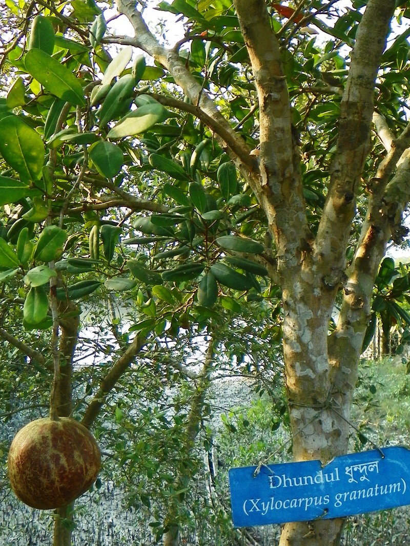 Xylocarpus granatum photo 4