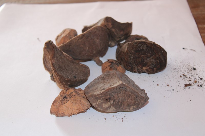 Xylocarpus granatum photo 5