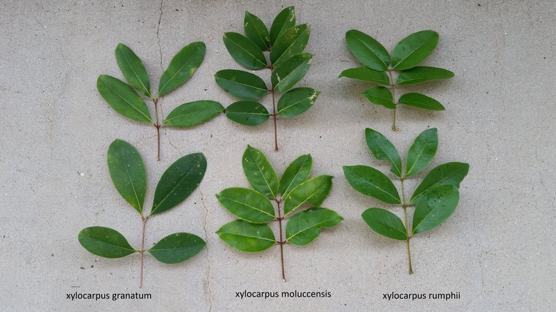 Xylocarpus granatum photo 7