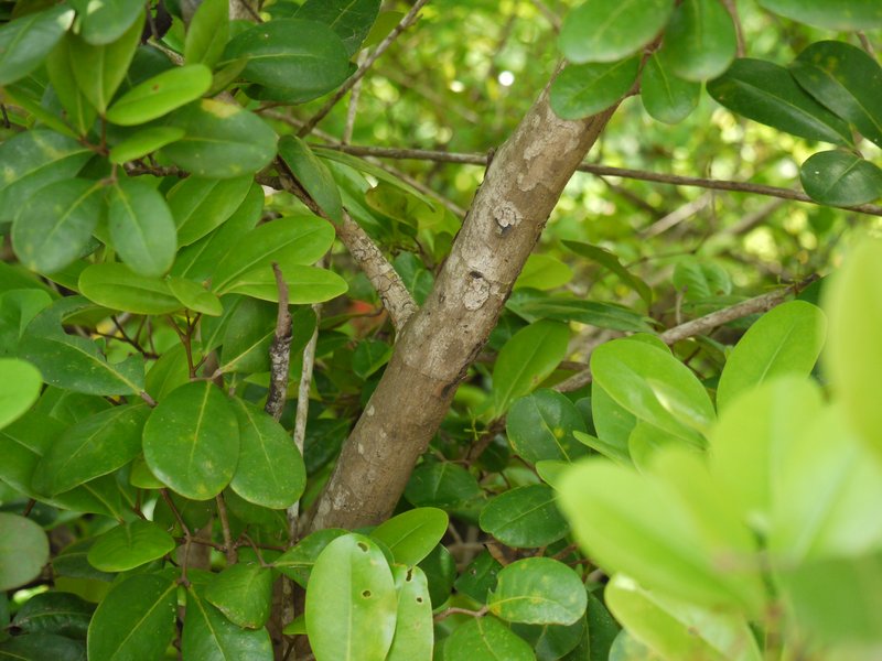 Xylocarpus granatum photo 8