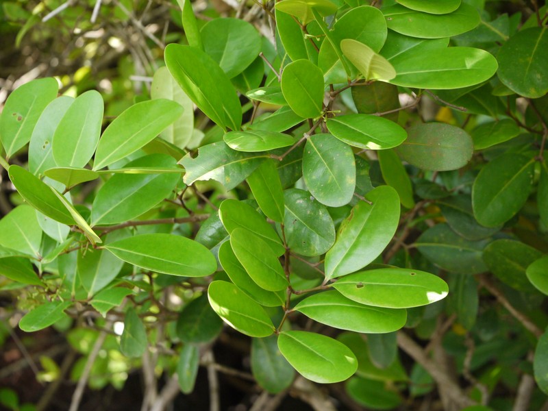 Xylocarpus granatum photo 2