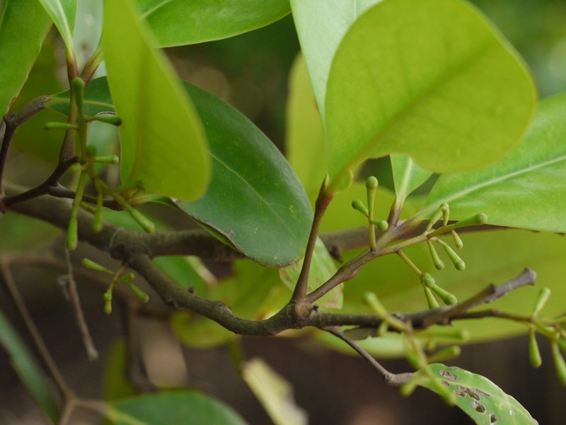 Xylocarpus granatum photo 3