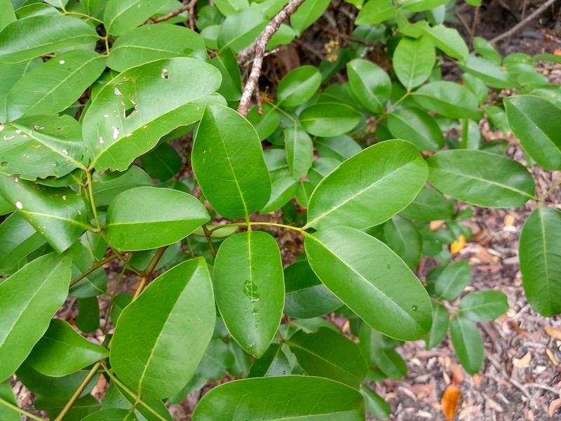 Xylocarpus moluccensis photo 3