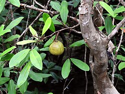 Xylocarpus moluccensis