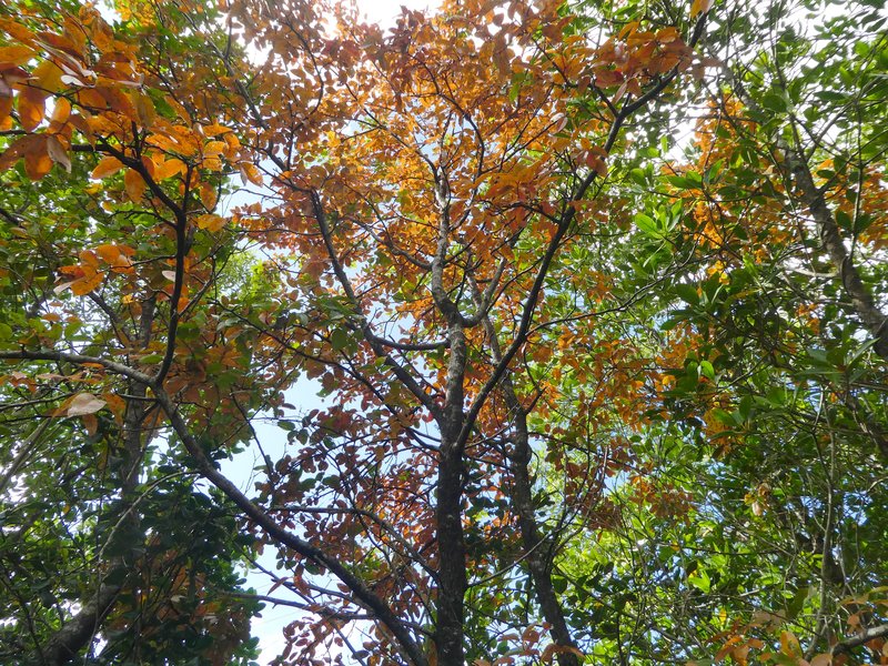 Xylocarpus moluccensis photo 4