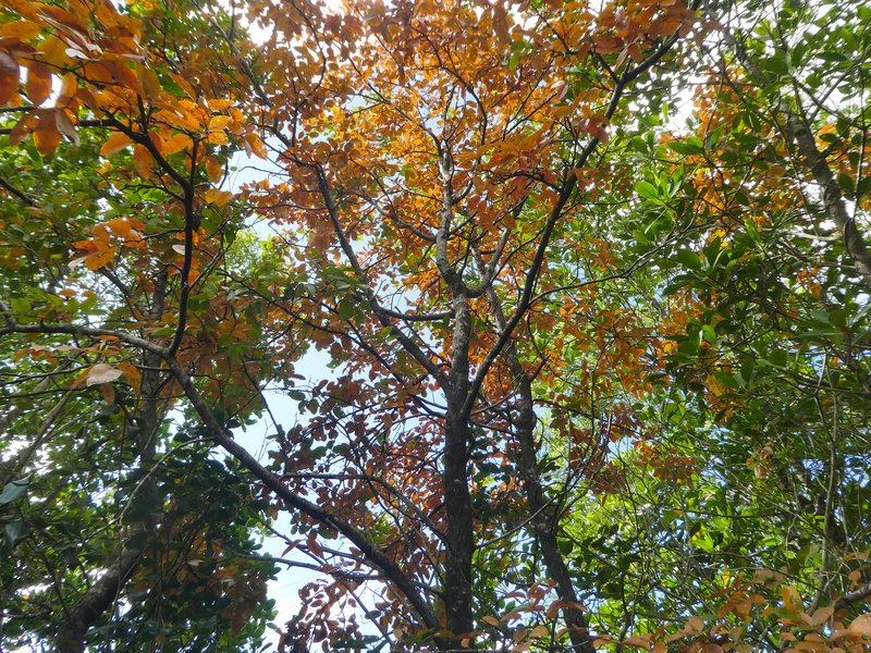 Xylocarpus moluccensis photo 5