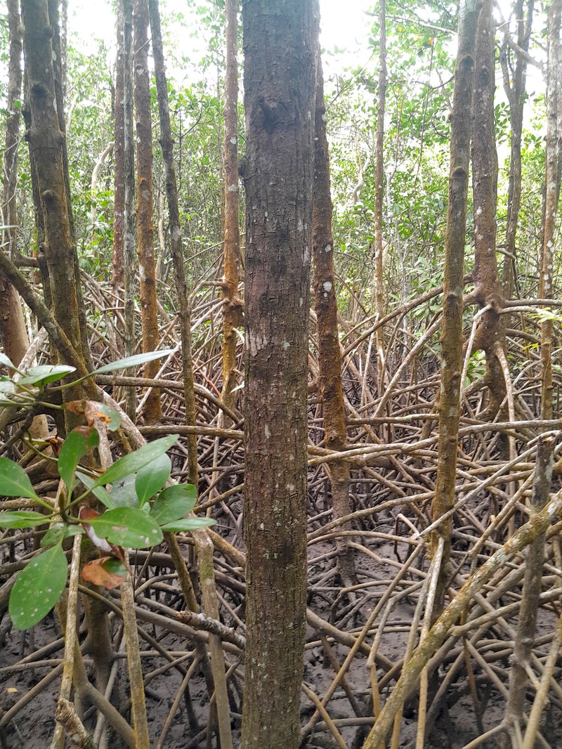 Xylocarpus moluccensis photo 6