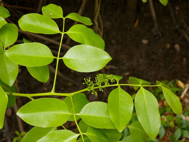 Xylocarpus moluccensis photo 7