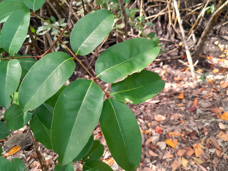 Xylocarpus moluccensis photo 8