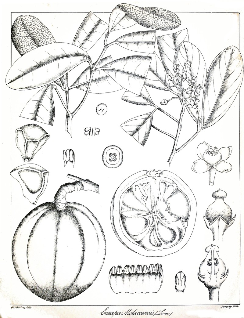 Xylocarpus moluccensis photo 2
