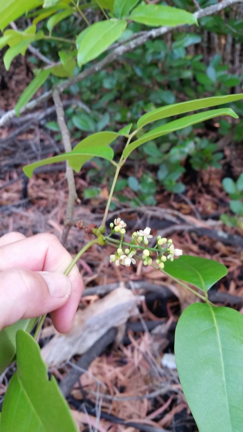 Xylocarpus rumphii