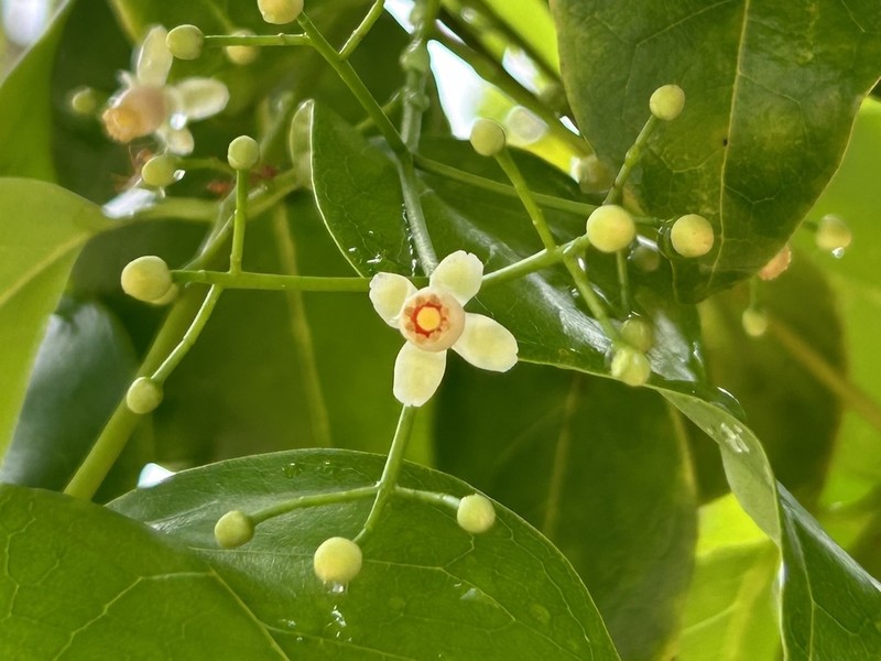 Xylocarpus rumphii photo 2