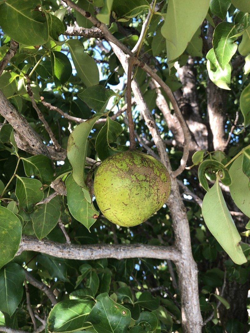 Xylocarpus rumphii photo 3