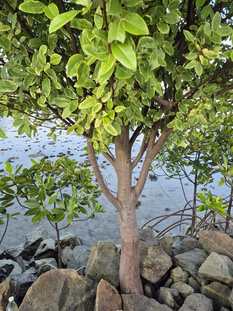 Xylocarpus rumphii photo 4