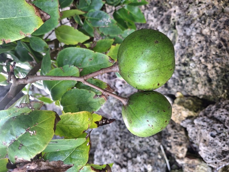 Xylocarpus rumphii photo 5