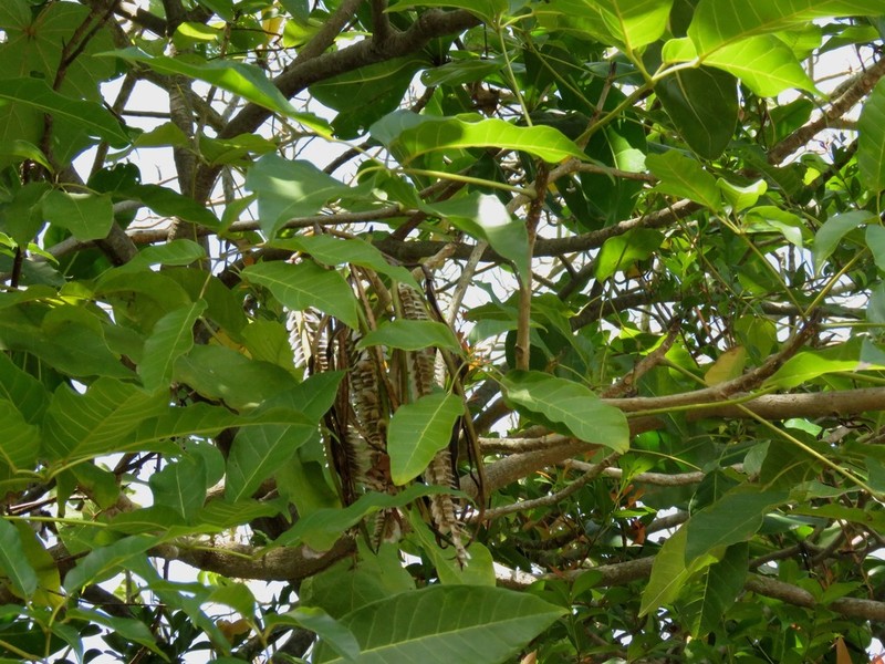 Xylocarpus rumphii photo 6
