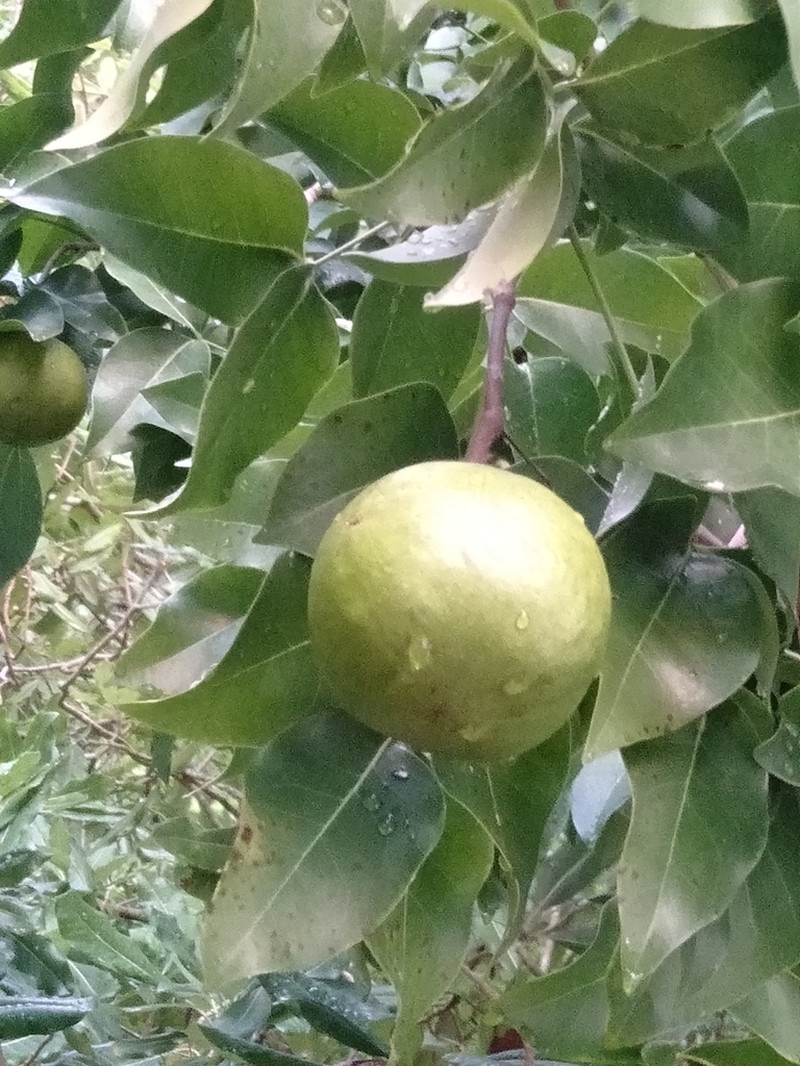 Xylocarpus rumphii photo 7