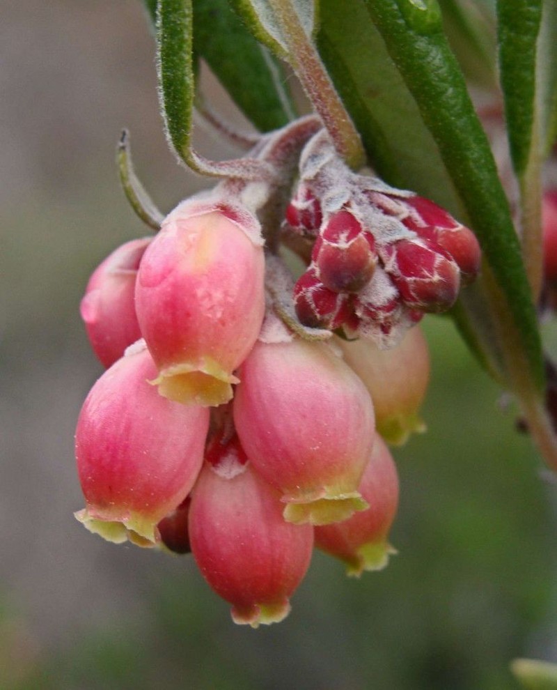 Mission Manzanita photo 9