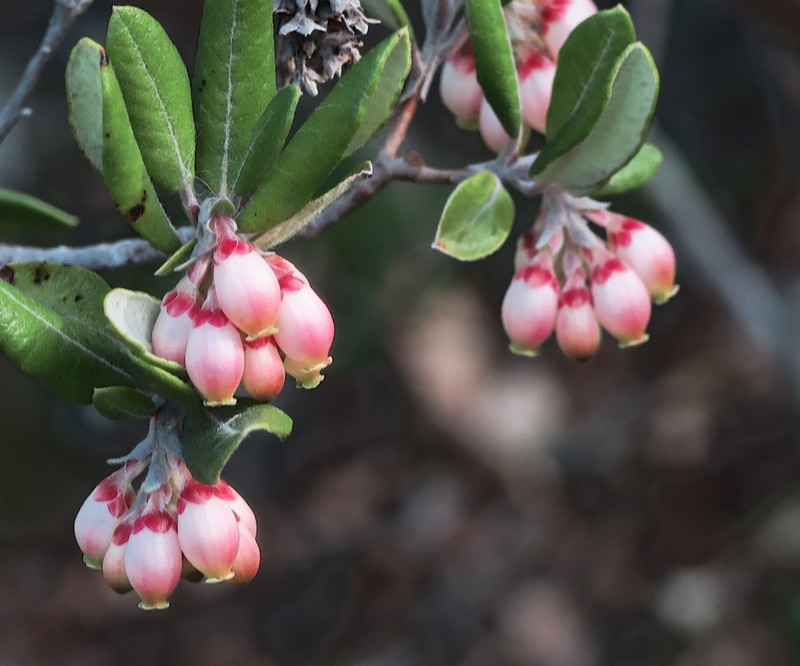 Mission Manzanita
