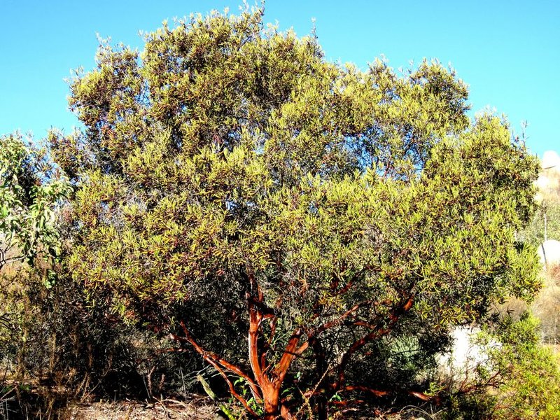 Mission Manzanita photo 7