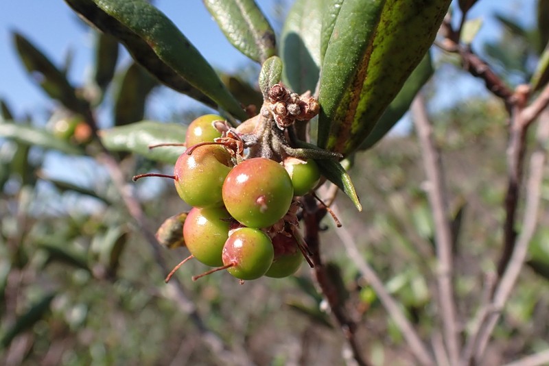 Mission Manzanita photo 2