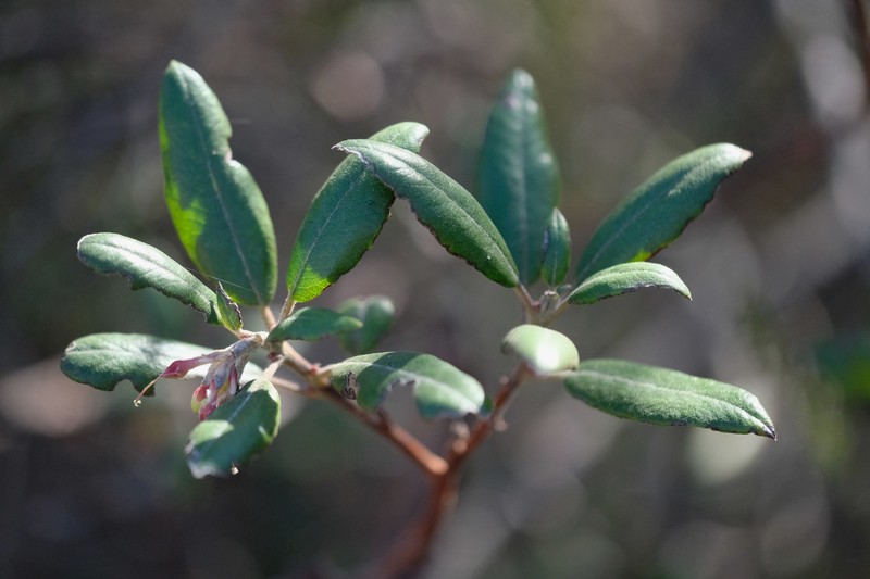 Mission Manzanita photo 3