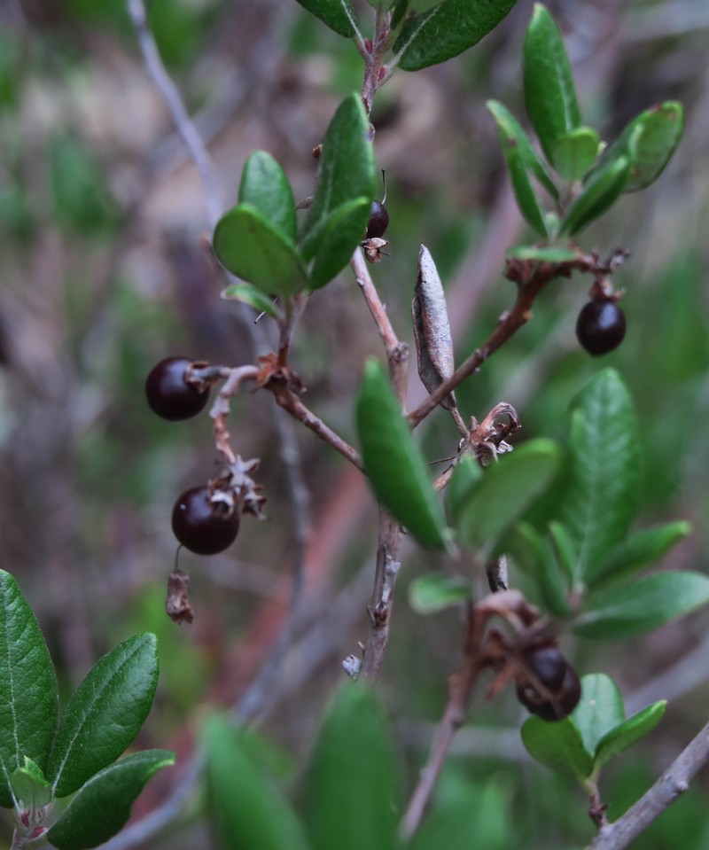 Mission Manzanita photo 5