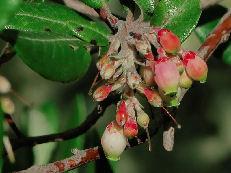 Mission Manzanita photo 6