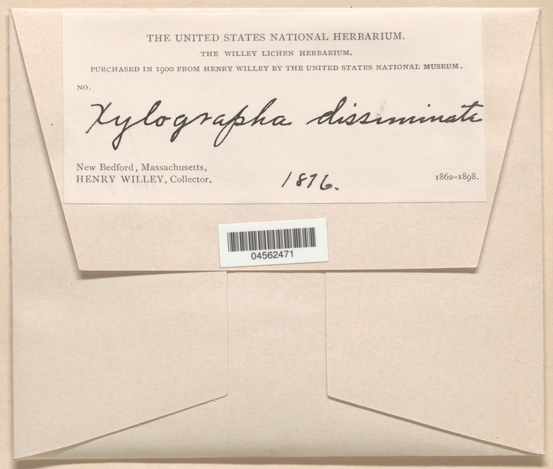 Xylographa Lichen