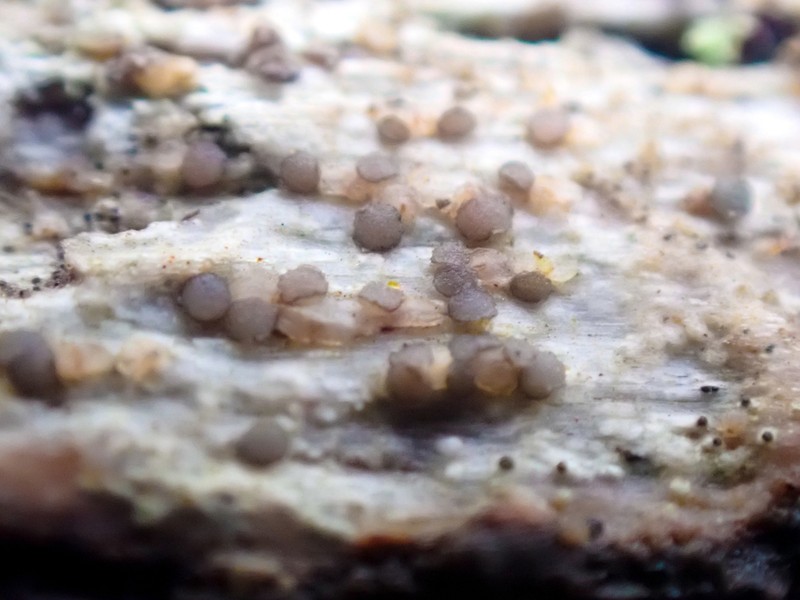 Xylographa Lichen